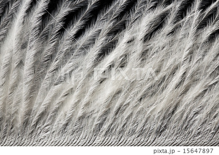 detail of white ostrich feather detail of white ostrich feather 15647897