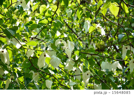 樹木：ハンカチノキ　ミズキ科 15648085