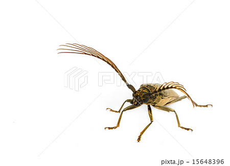 long horn beetles . long horn beetles . 15648396