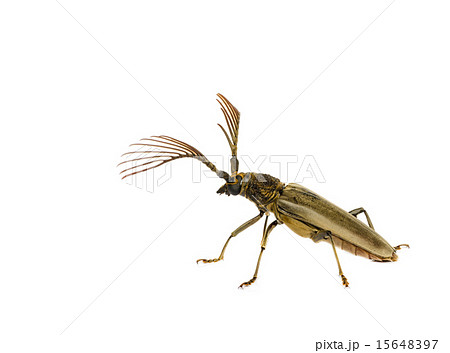 long  horn beetles . 15648397