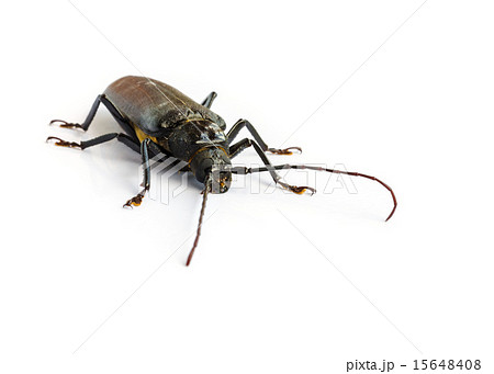 long horn beetles. long horn beetles. 15648408