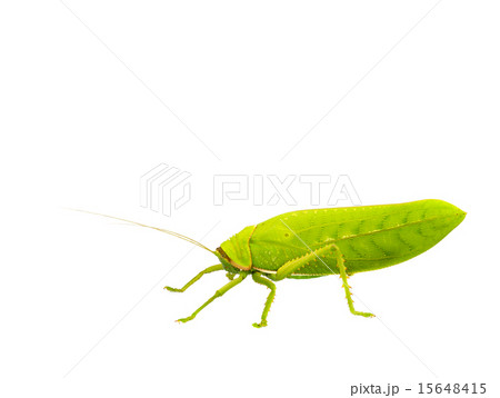 grasshopper. grasshopper. 15648415