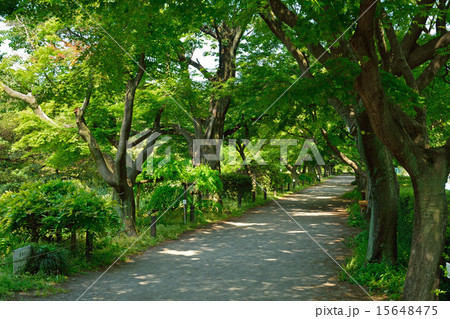 小石川植物園 カエデ並木の写真素材