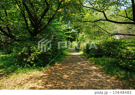 小石川植物園　散策路 15648483