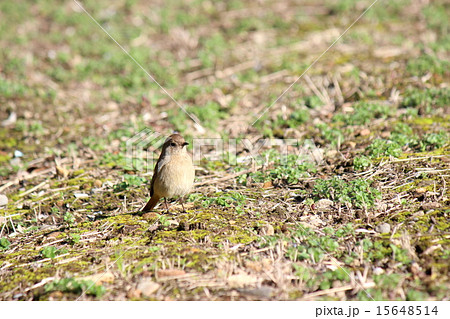 ジョウビタキ 15648514
