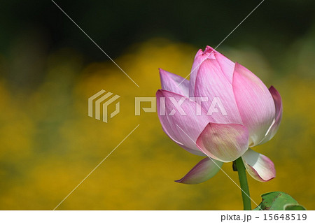 蓮華のつぼみの写真素材