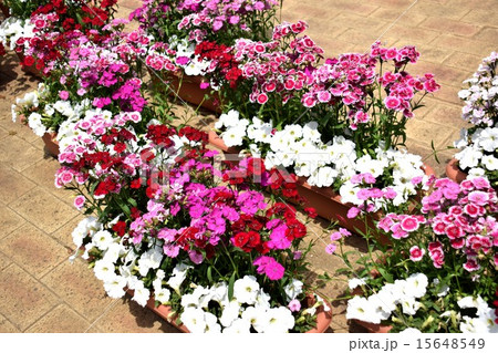 花 花 15648549