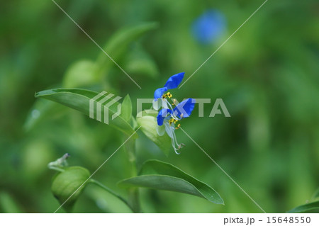 露草 朝の花 露草 朝の花 15648550