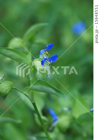 露草 朝の花 露草 朝の花 15648551