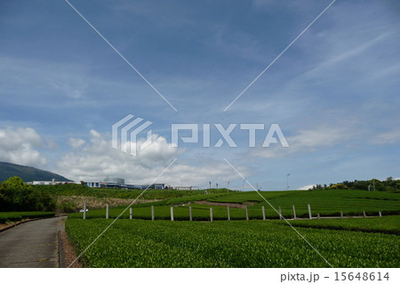 茶畑 15648614