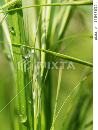 nature background with beautiful drop  15648639