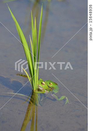 田んぼの早苗と蛙のペア 田んぼの早苗と蛙のペア 15648936