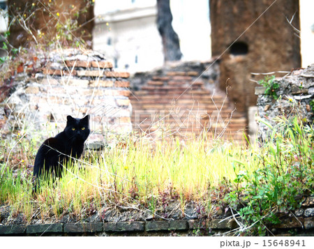 イタリア ローマの野良猫 トッレ アルジェンティーナ広場 の写真素材