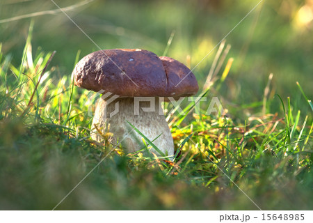 mushroom mushroom 15648985
