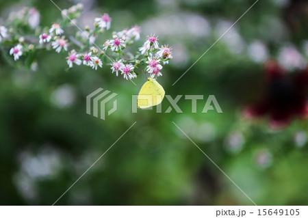 花とキチョウ 15649105