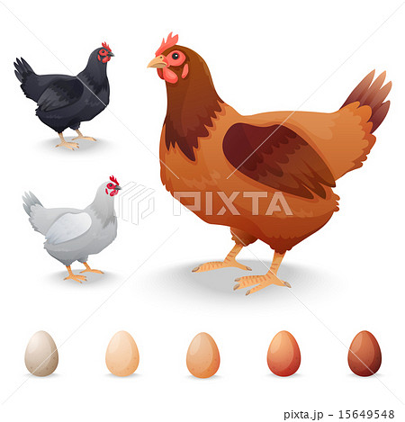 Realistic Hens In Different Breeds And Eggsのイラスト素材
