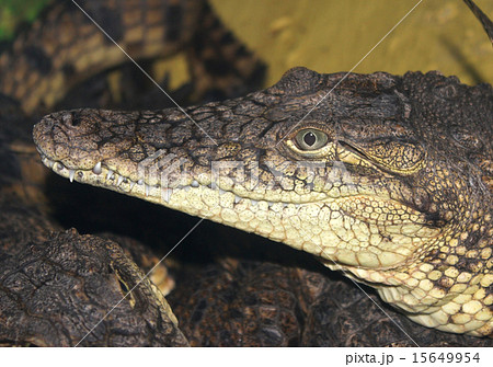 The head of a crocodile close up. 15649954