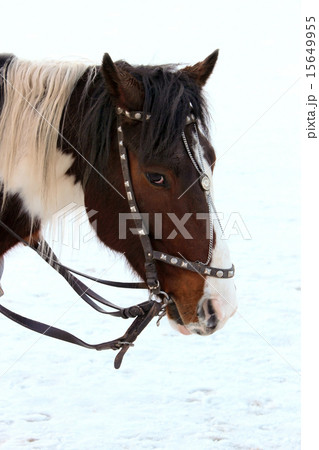 A horse. 15649955