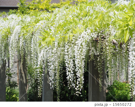 藤の花 15650272