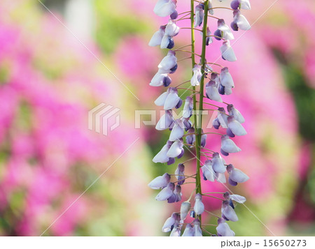 藤の花 15650273