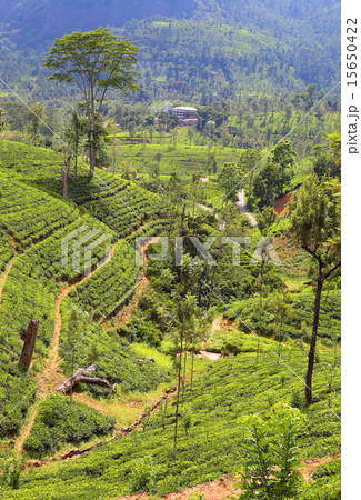 tea plantation in Sri Lanka tea plantation in Sri Lanka 15650422