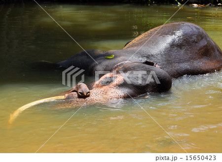 Elephant lying in river Elephant lying in river 15650423
