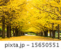 昭和記念公園の秋 15650551