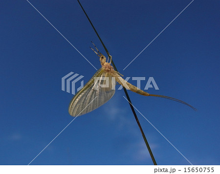 カゲロウ 15650755