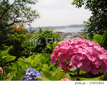 長谷寺のあじさい 長谷寺のあじさい 15650802