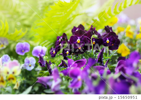 Flowerbed of viola tricolor or kiss-me-quick  15650951