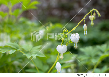 ケマンソウ 15651961