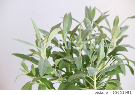 ホワイトセージ 15651991