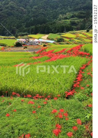 秋の佐賀県小城市江里山の棚田 15652127