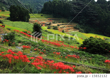 秋の佐賀県小城市江里山の棚田 秋の佐賀県小城市江里山の棚田 15652132