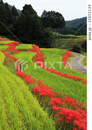 秋の佐賀県小城市江里山の棚田 15652134