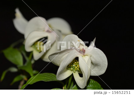 ハナミヅキ 15652251