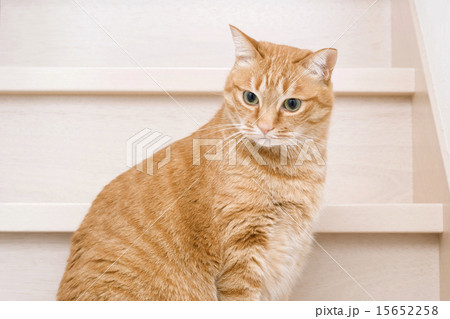 とら猫の写真素材 [15652258] - PIXTA