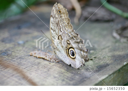Owl butterfly Caligo ready to eat 15652350