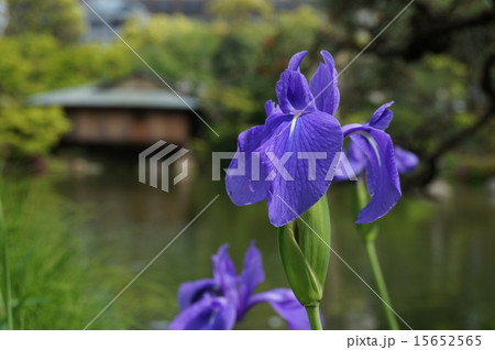神戸「相楽園」に咲くカキツバタ 神戸「相楽園」に咲くカキツバタ 15652565