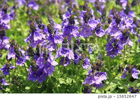 クリーピング・ベロニカ・プロストラータ・ミセスホルト 15652647