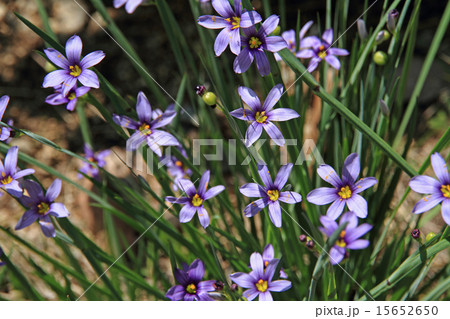 ニワゼキショウ 15652650