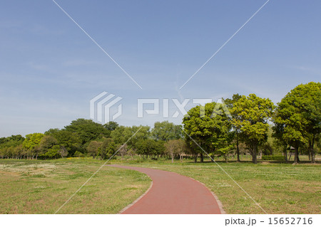 新緑の公園 15652716