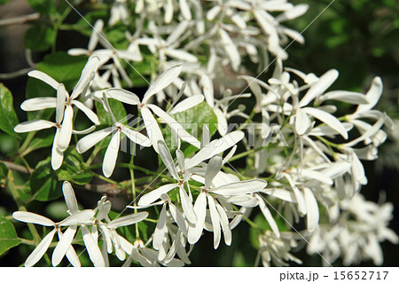 なんじゃもんじゃの花 15652717