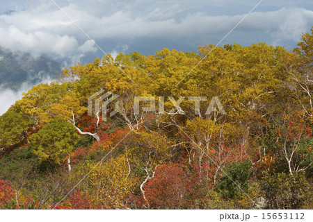 白馬八方尾根　秋の紅葉 15653112