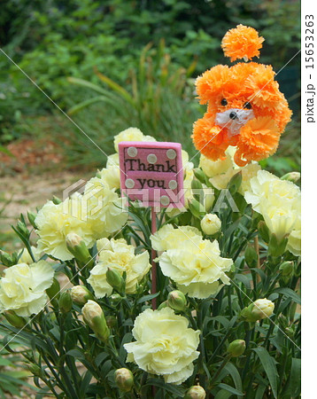 母の日!カーネーション(クリーム色)の鉢植え 母の日!カーネーション(クリーム色)の鉢植え 15653263