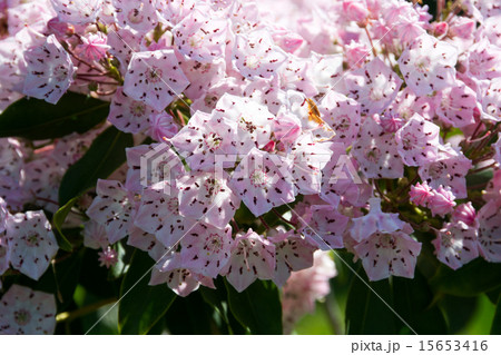 ピンクのカルミアの花 15653416