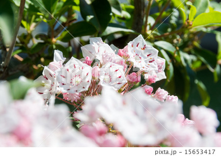 ピンクのカルミアの花 ピンクのカルミアの花 15653417