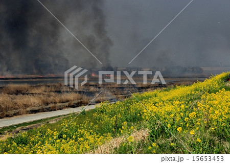 ヨシ焼き ヨシ焼き 15653453