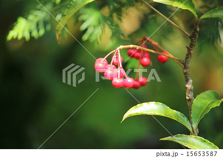 万両の実 万両の実 15653587