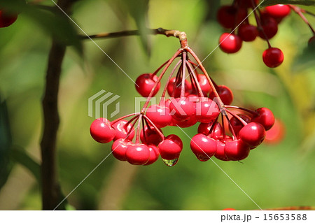 万両の実 万両の実 15653588